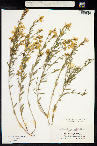 Genista tinctoria image