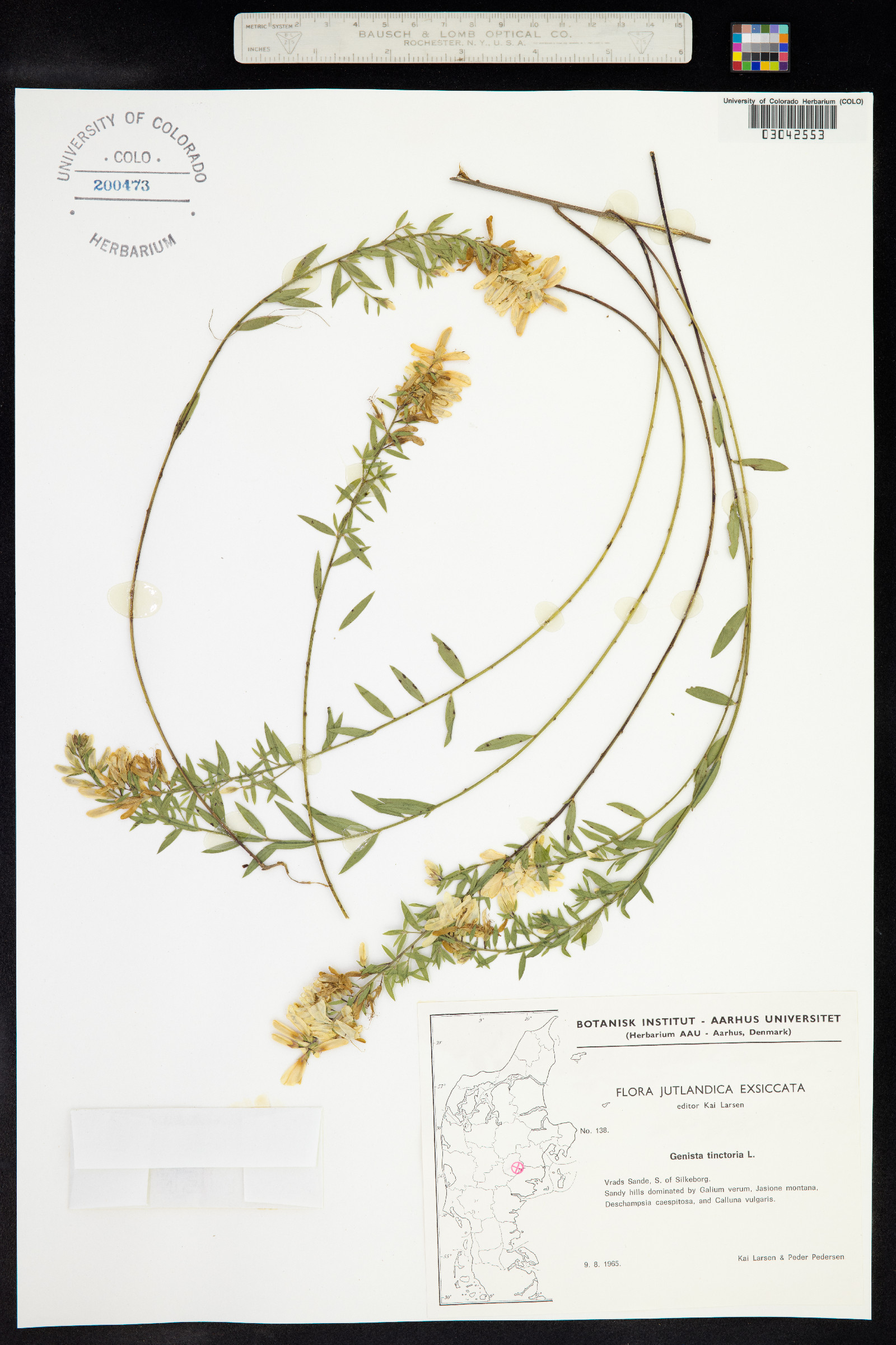 Genista tinctoria image