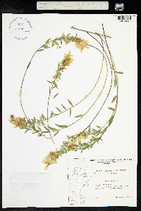 Genista tinctoria image