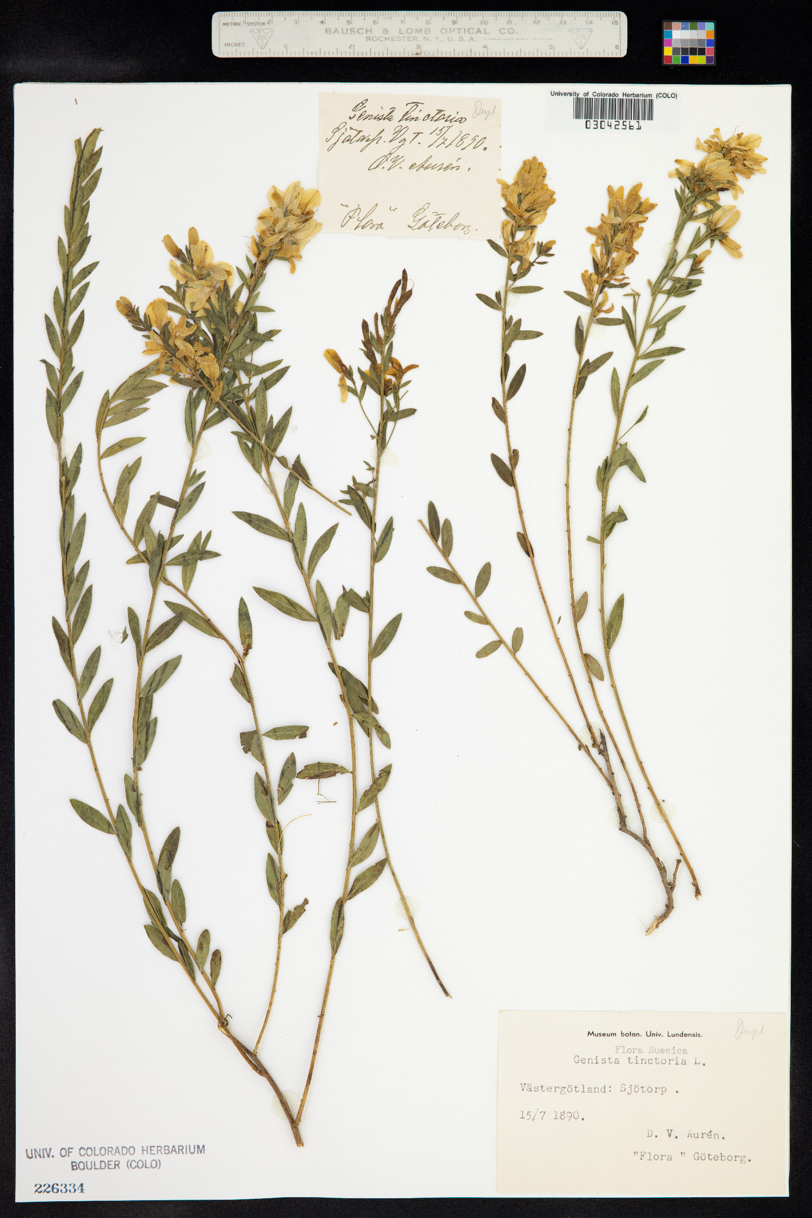 Genista tinctoria image