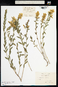 Genista tinctoria image