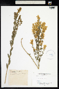 Genista tinctoria image