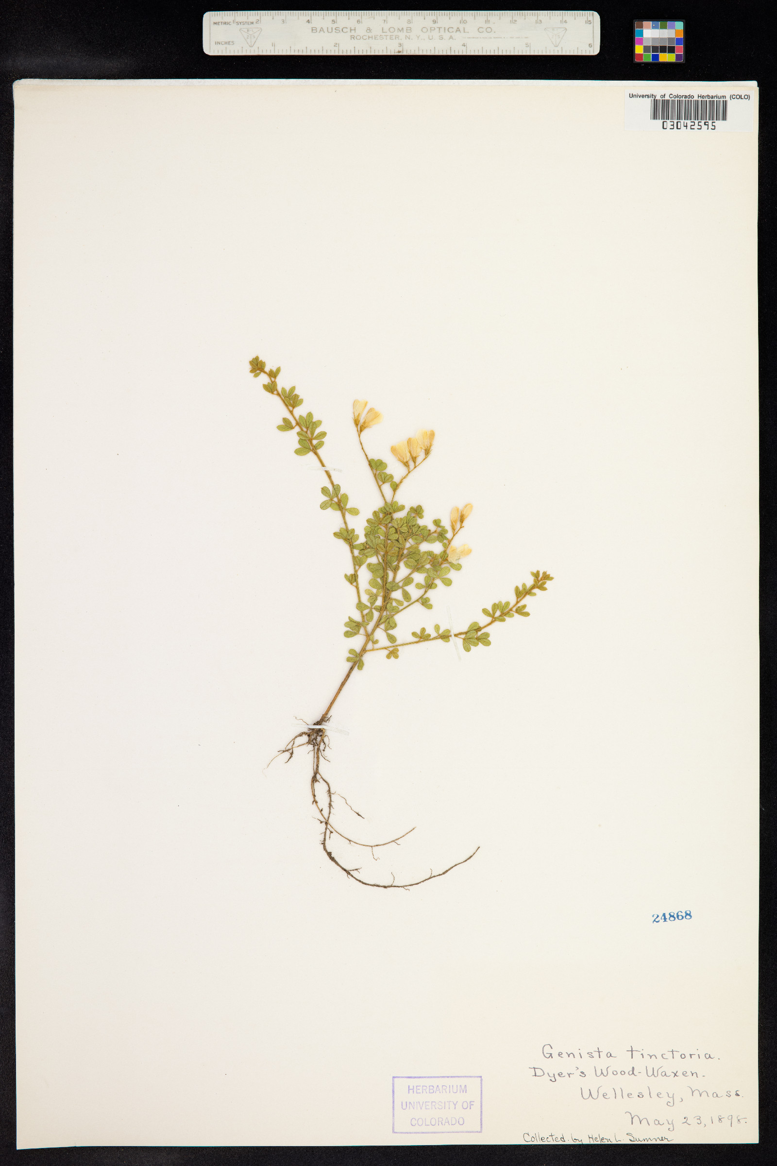Genista tinctoria image
