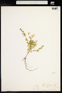 Genista tinctoria image