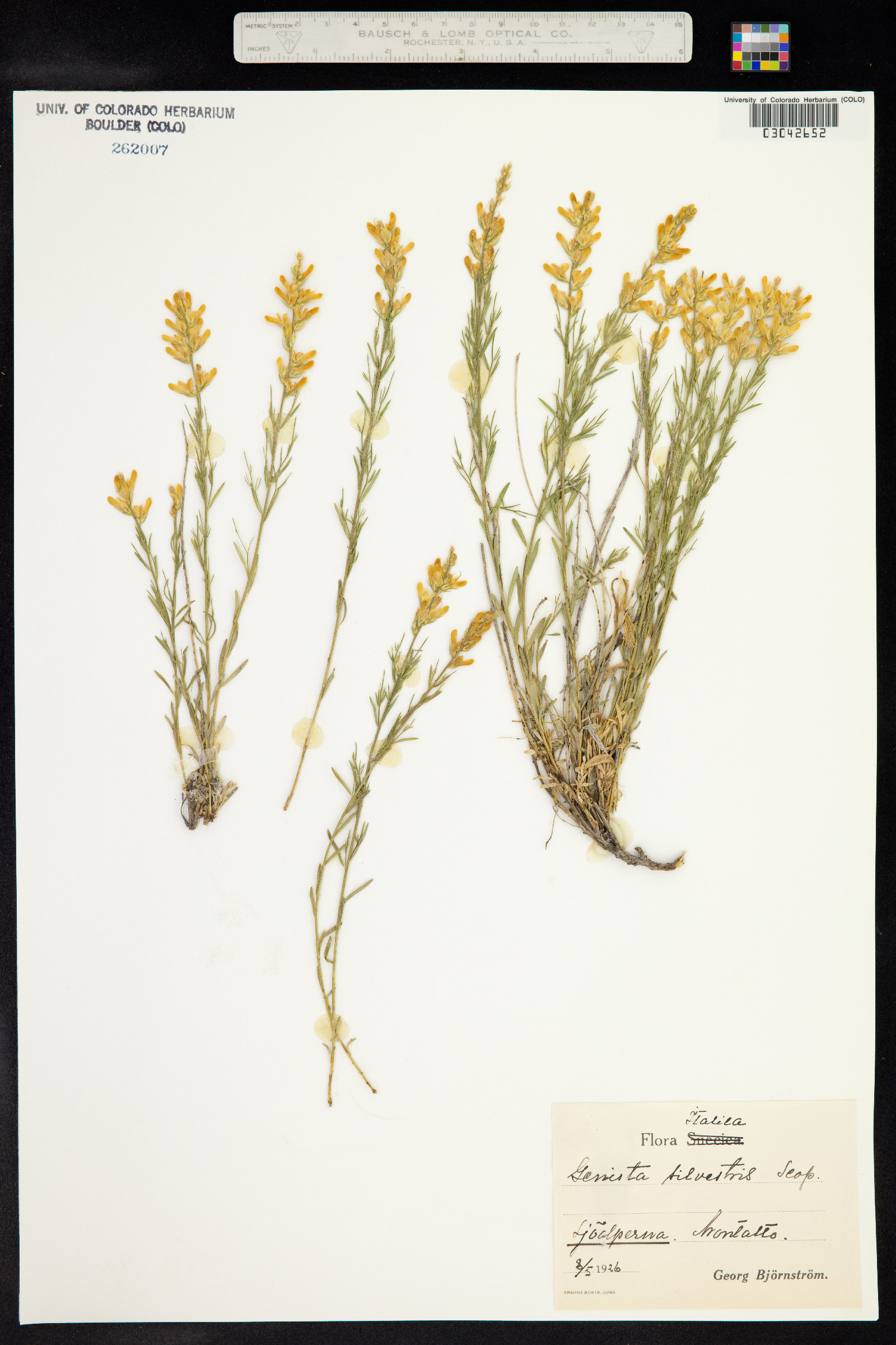 Genista sylvestris image