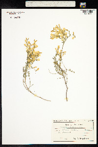 Genista sericea image