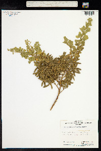 Genista monspessulana image