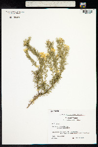 Genista Hispanica image