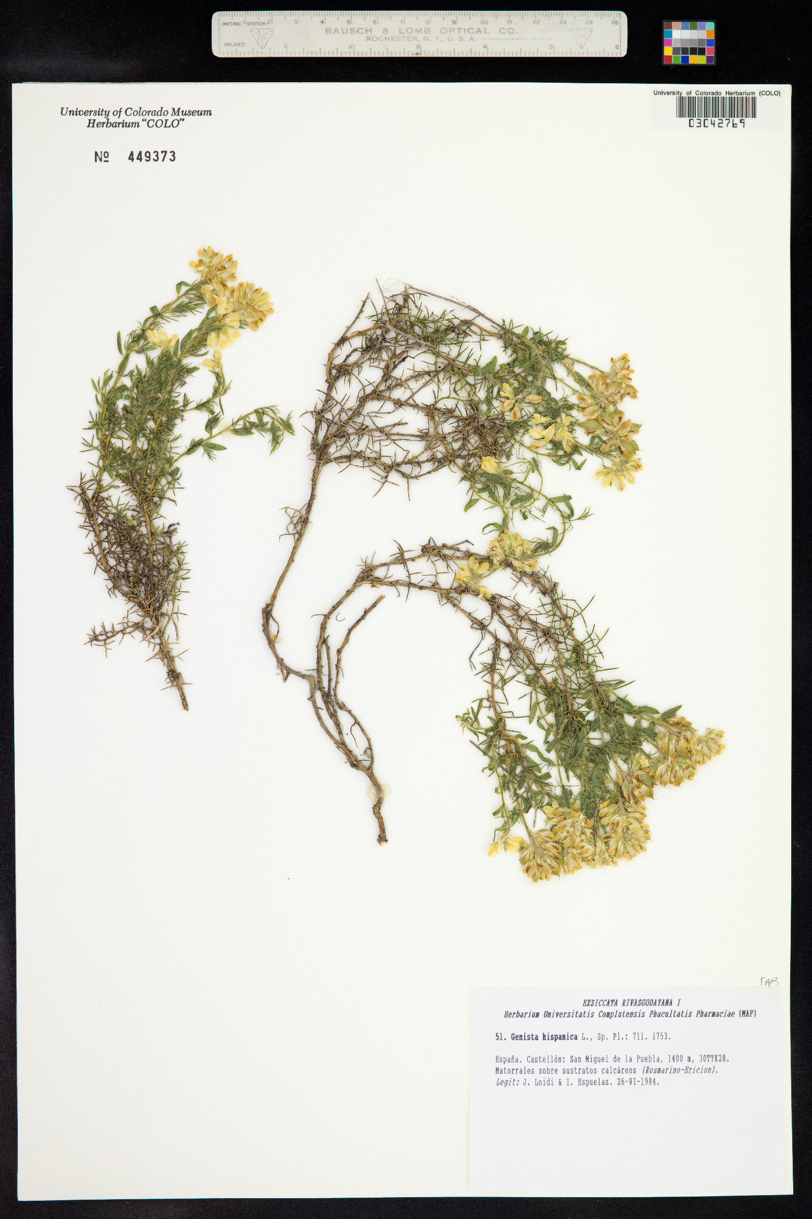 Genista Hispanica image