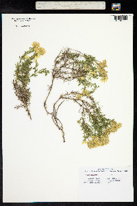 Genista Hispanica image