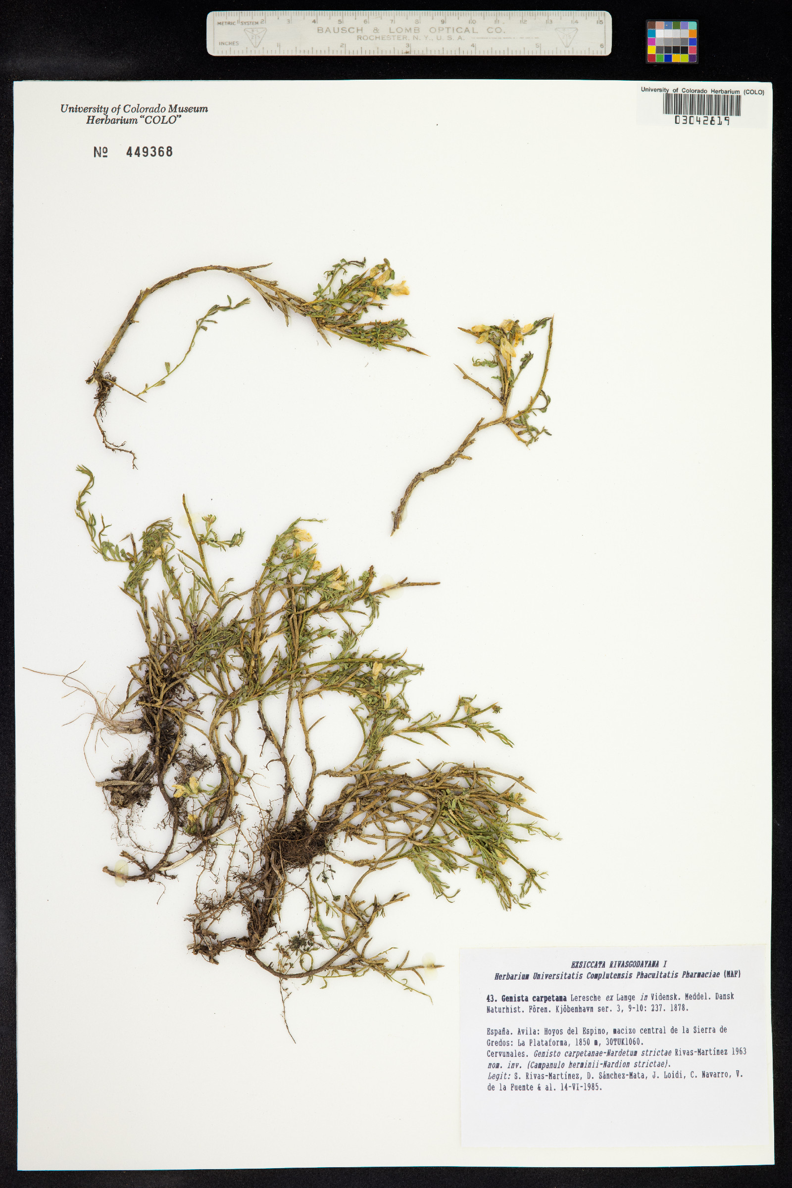 Genista carpetana image
