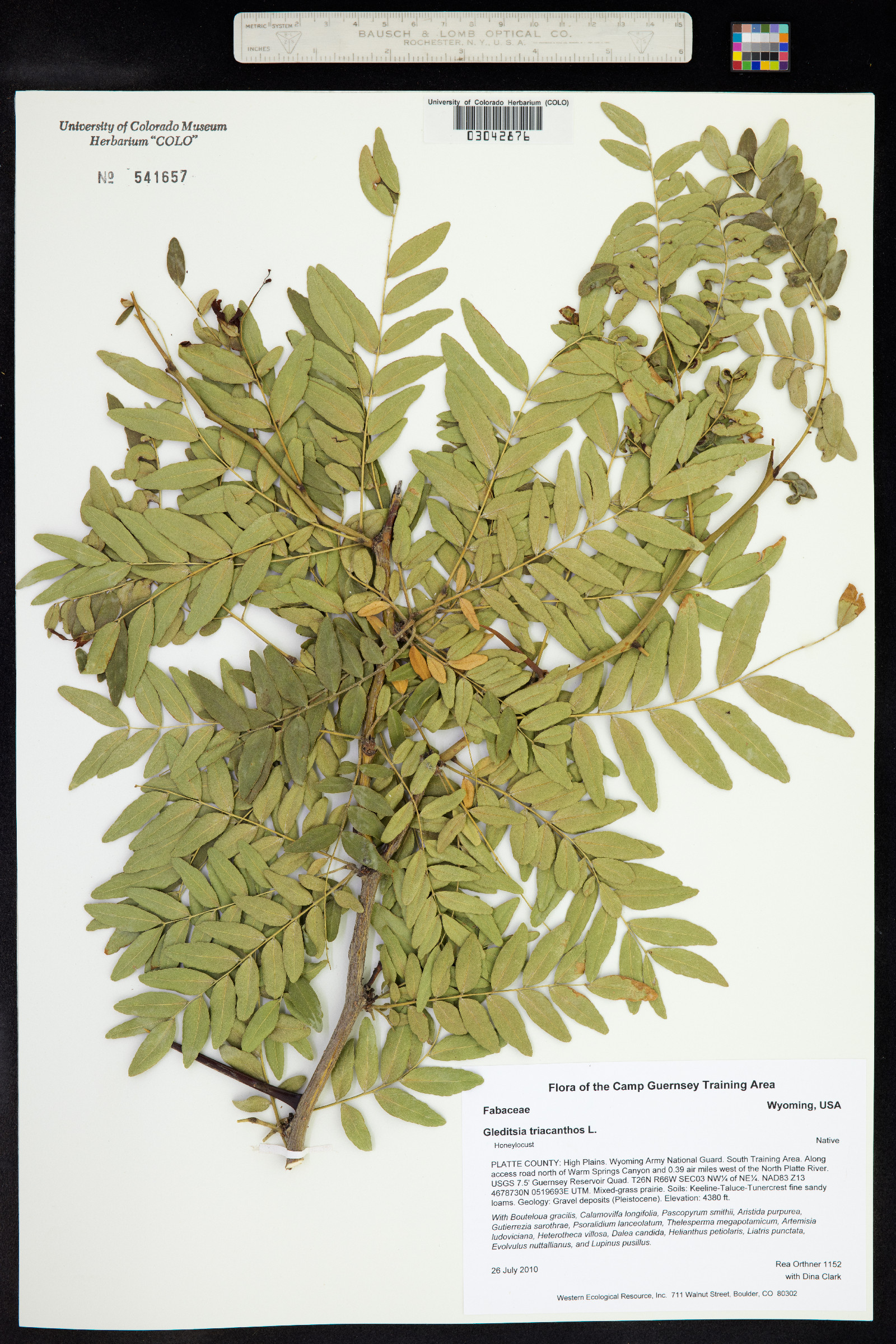 Gleditsia triacanthos image