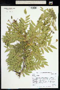 Gleditsia triacanthos image