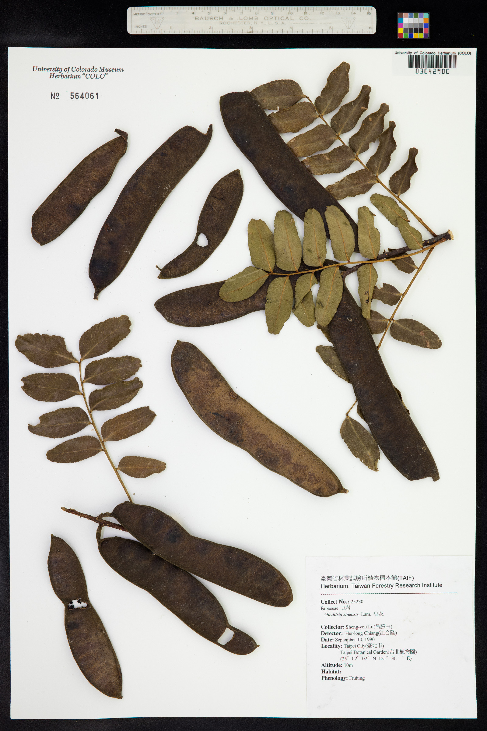 Gleditsia sinensis image