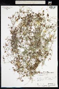 Glycine clandestina image