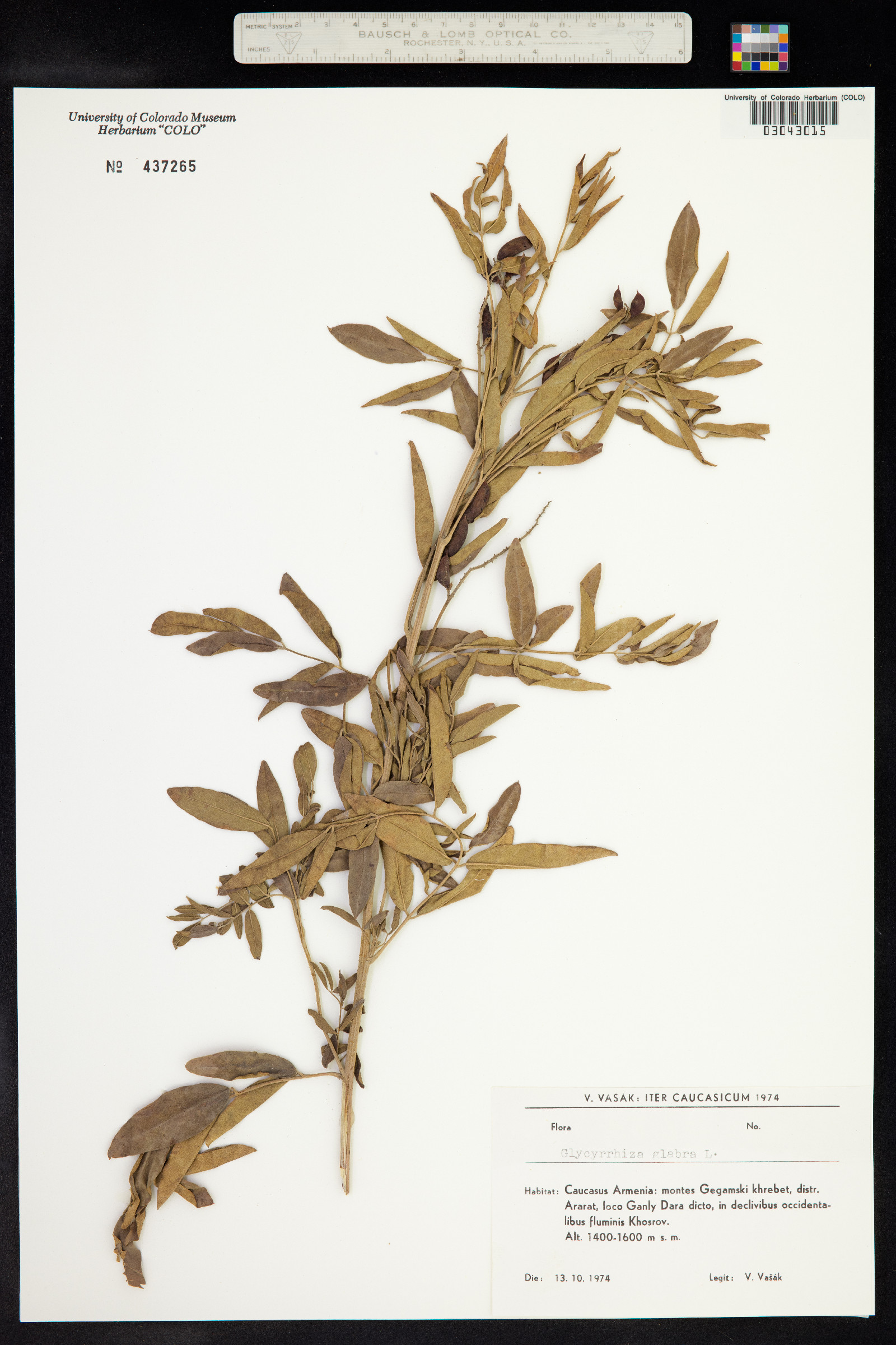 Glycyrrhiza glabra image