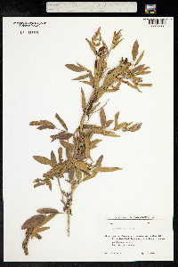 Glycyrrhiza glabra image