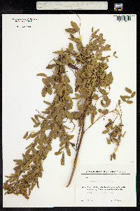 Glycyrrhiza glabra image