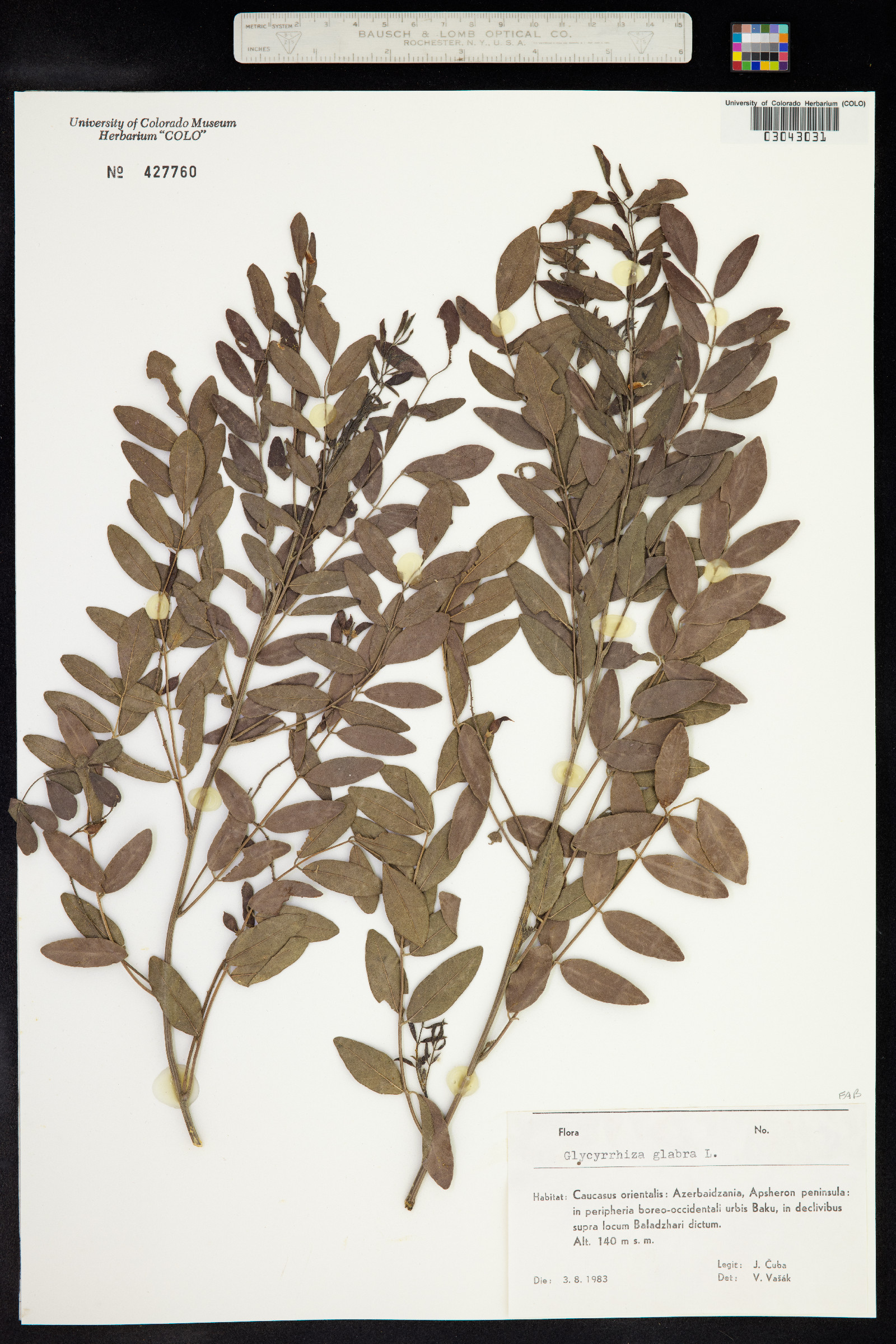 Glycyrrhiza glabra image