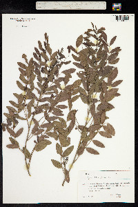 Glycyrrhiza glabra image