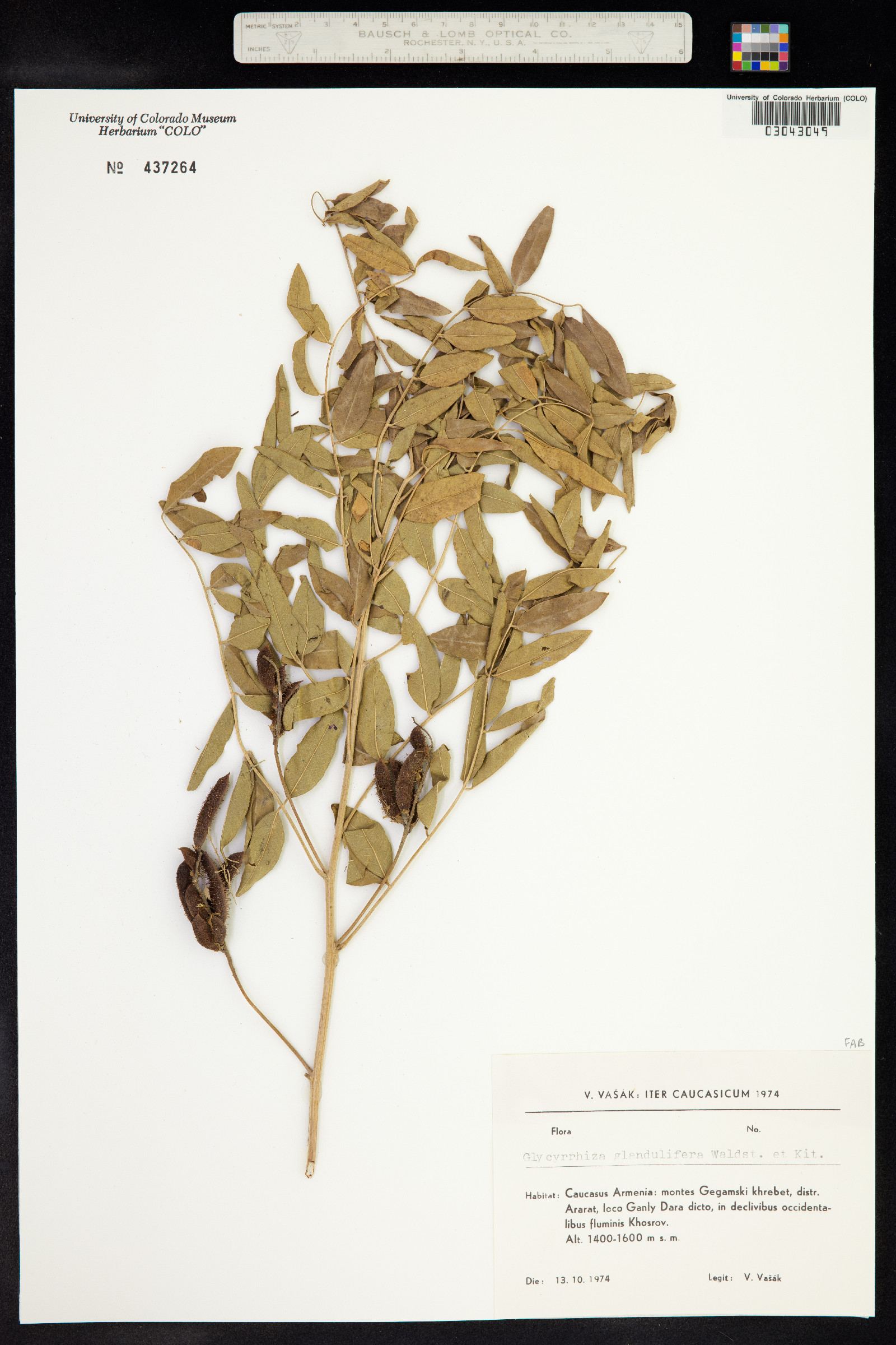 Glycyrrhiza glandulifera image