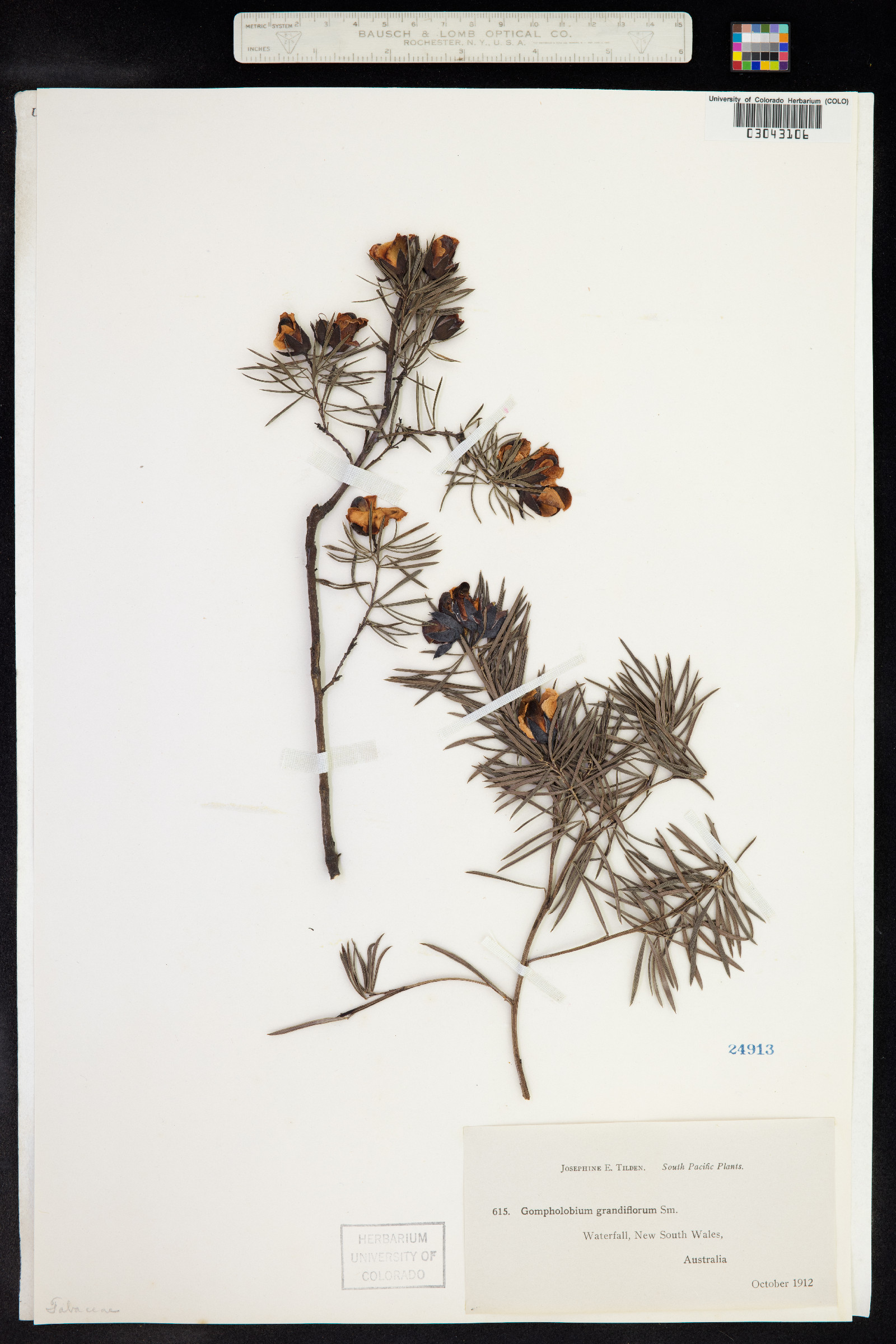 Gompholobium grandiflorum image