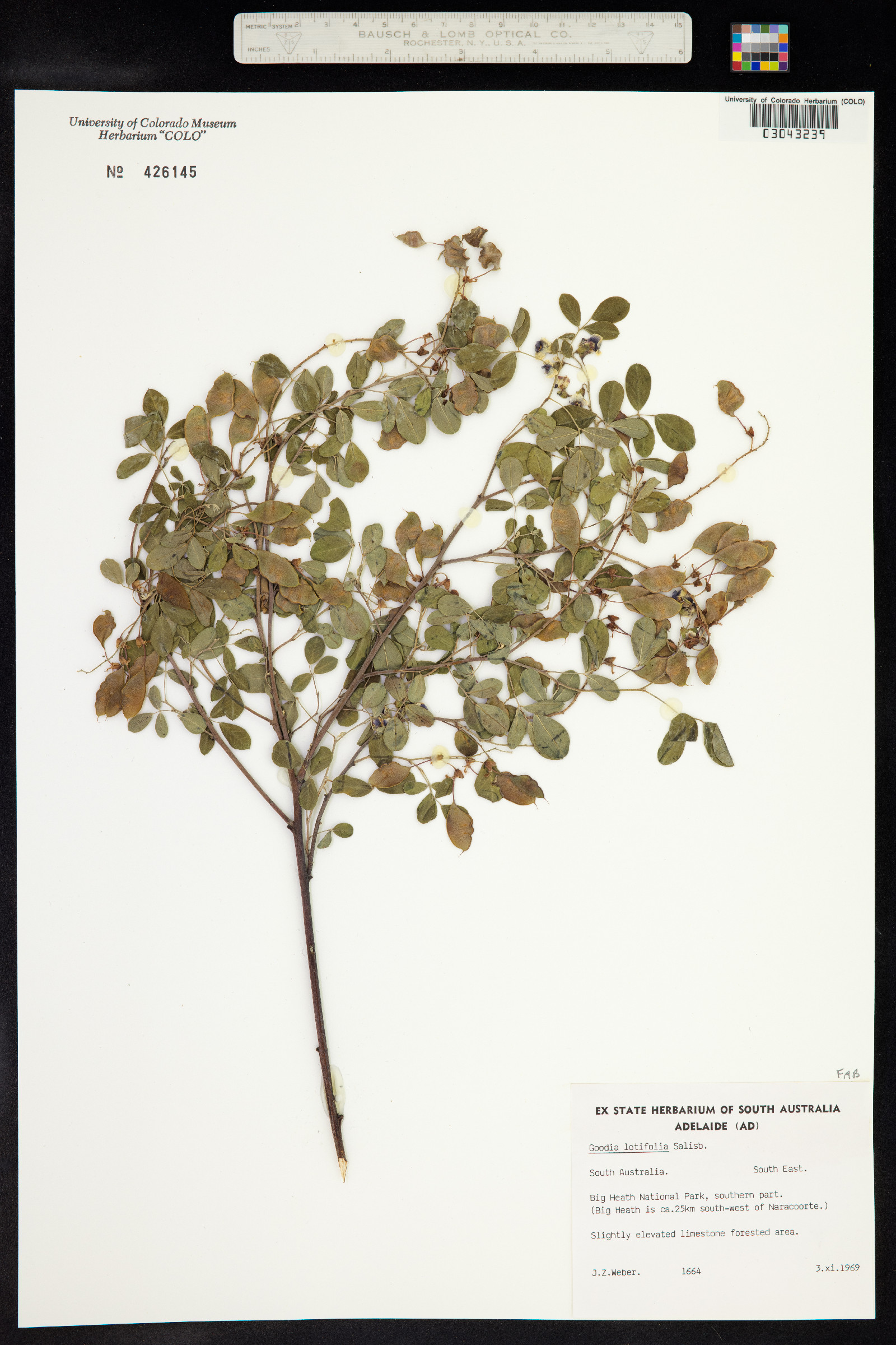 Goodia lotifolia image