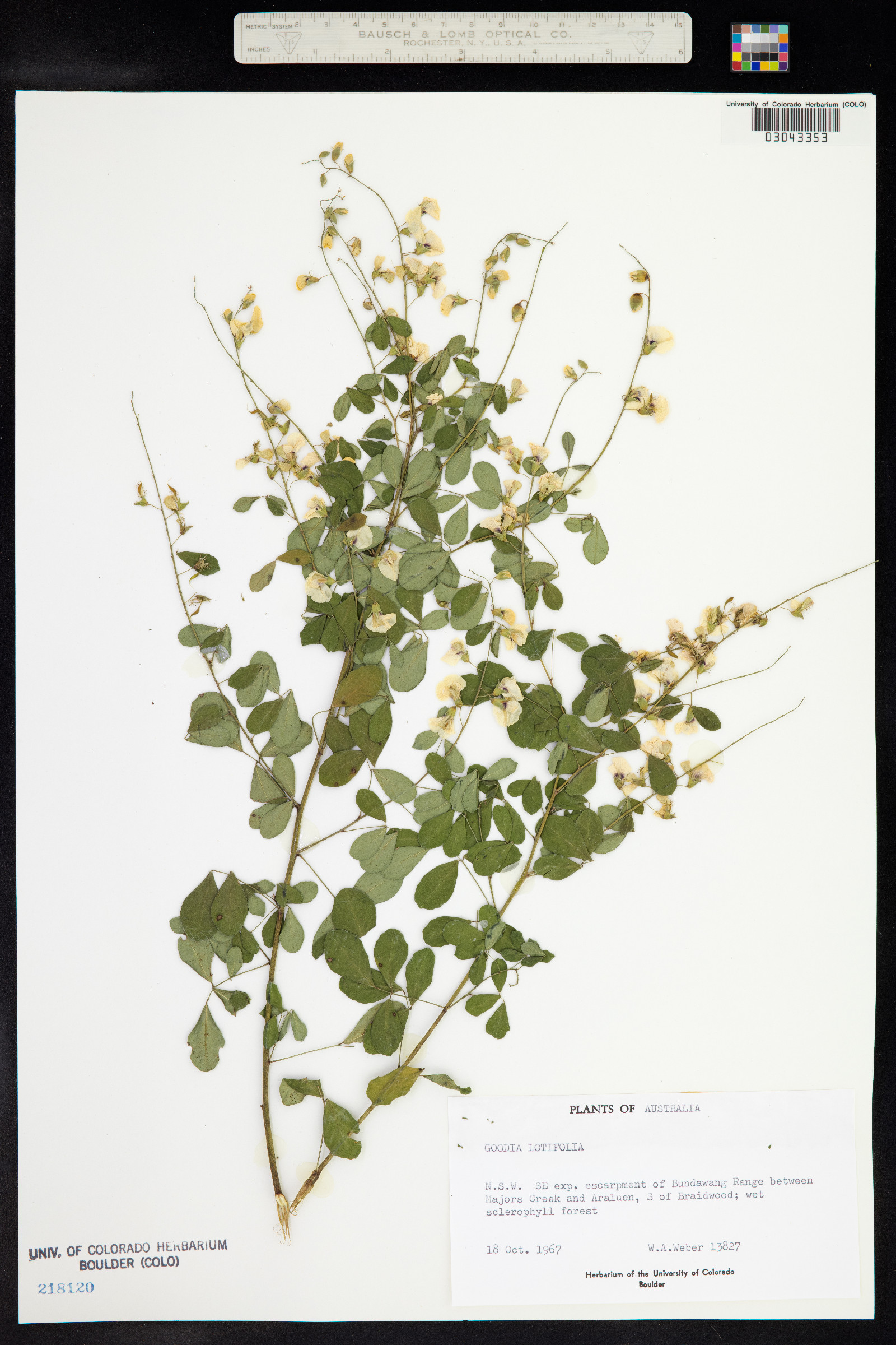 Goodia lotifolia image