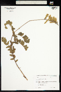 Hedysarum caucasicum image