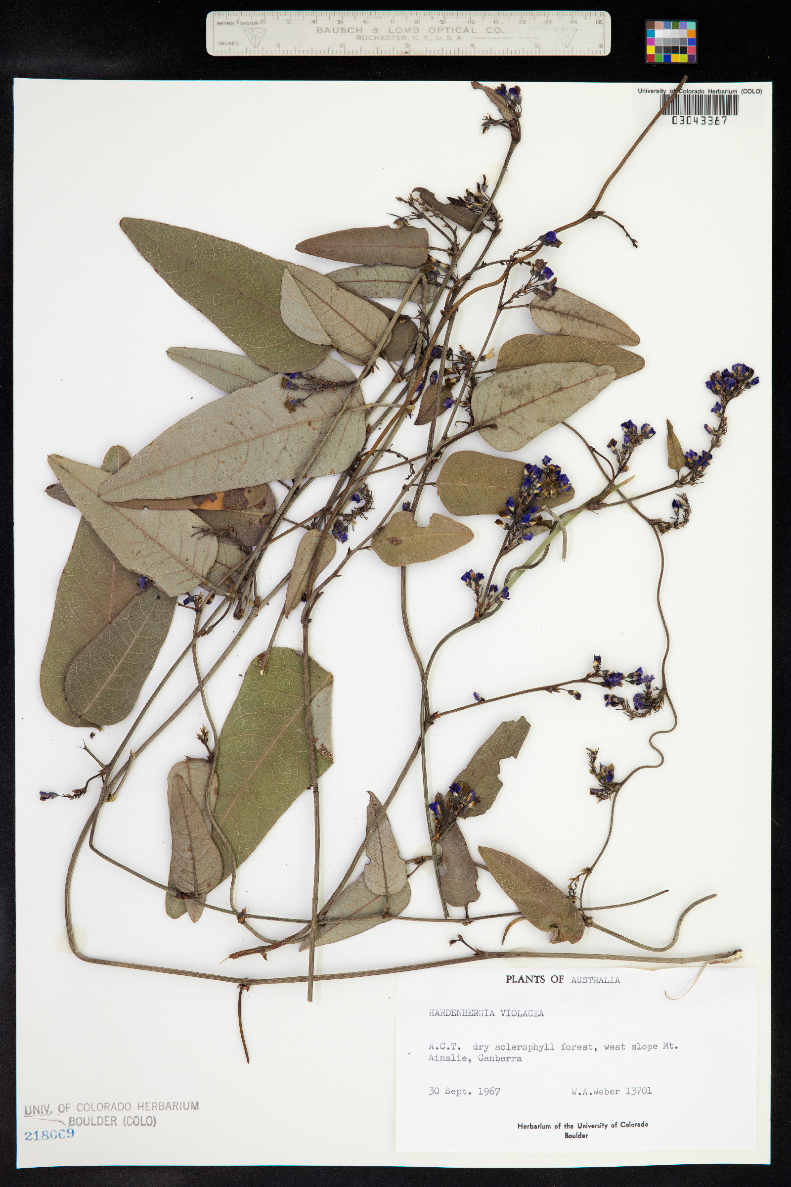 Hardenbergia image