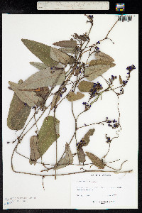 Hardenbergia violacea image