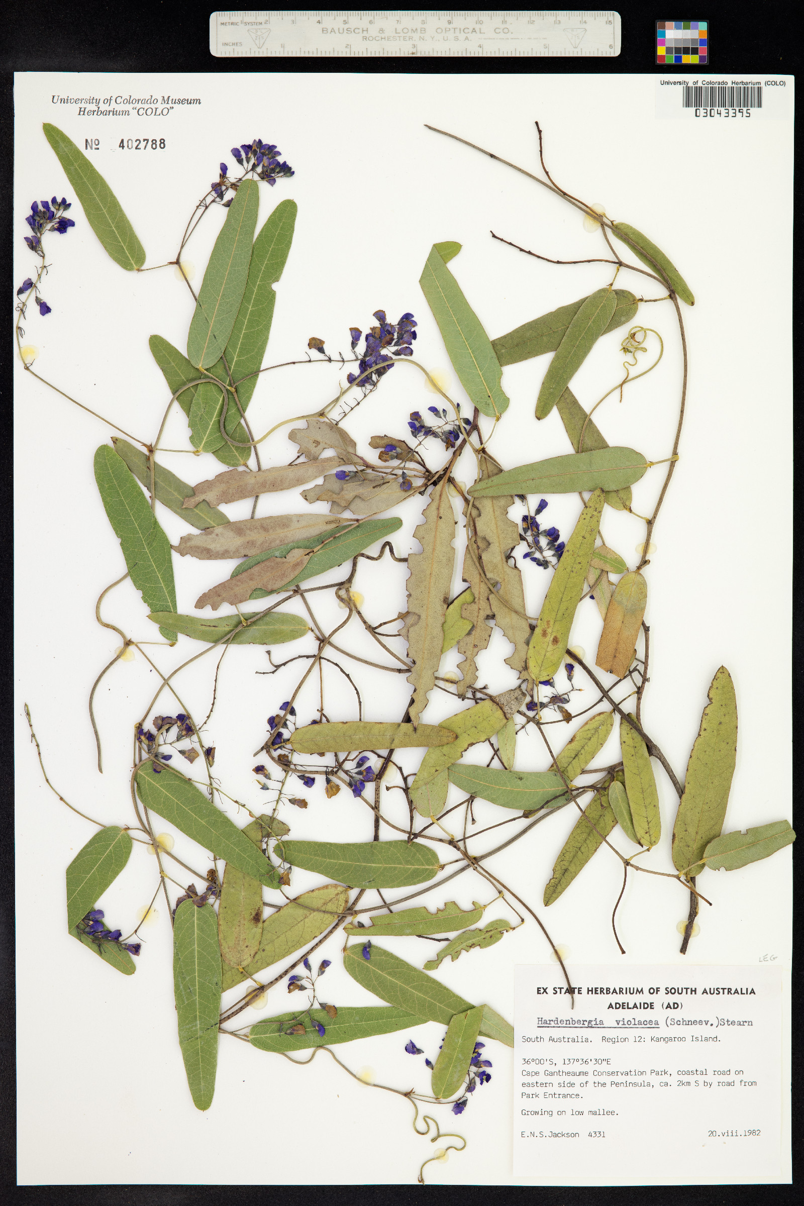 Hardenbergia image