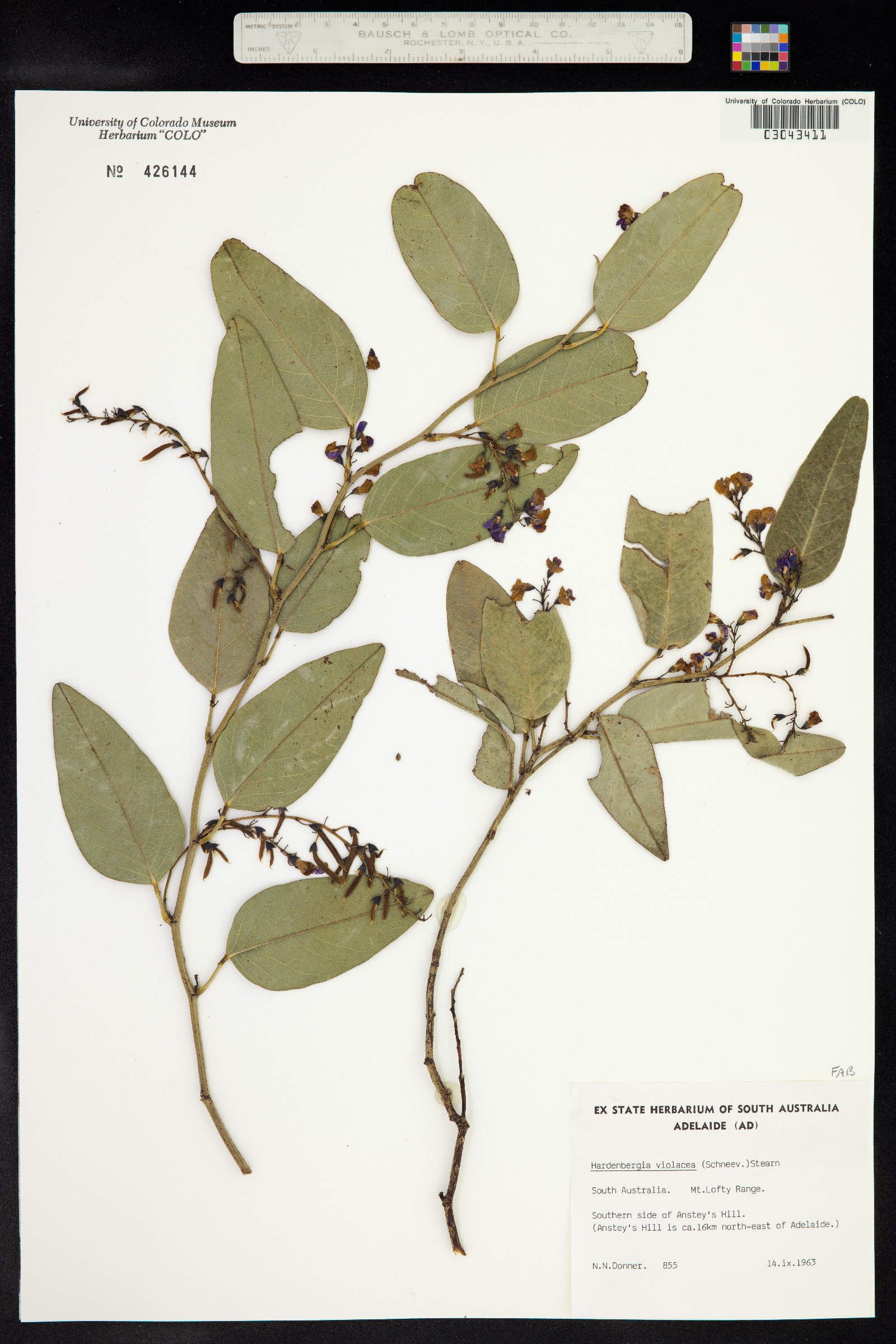 Hardenbergia violacea image