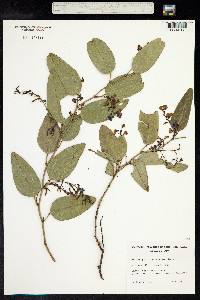 Hardenbergia violacea image