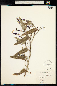 Hardenbergia violacea image