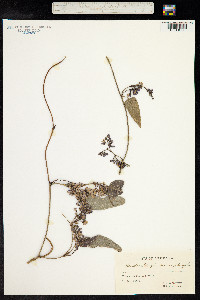 Hardenbergia violacea image