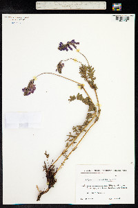 Hedysarum caucasicum image