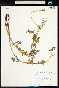 Hedysarum caucasicum image