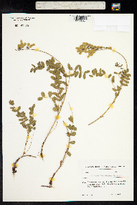 Hedysarum caucasicum image