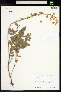 Hedysarum caucasicum image