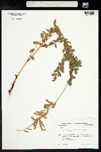 Hedysarum caucasicum image