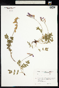 Hedysarum caucasicum image