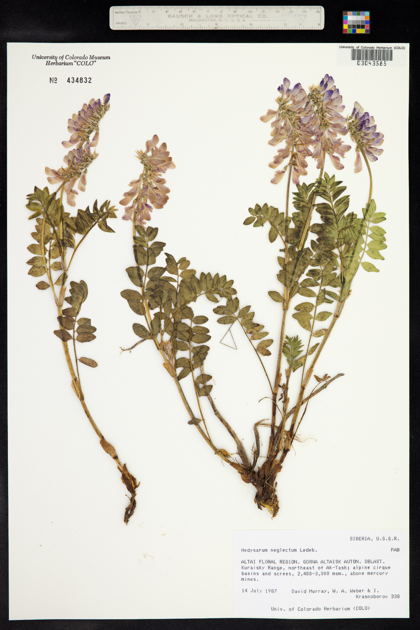 Hedysarum neglectum image