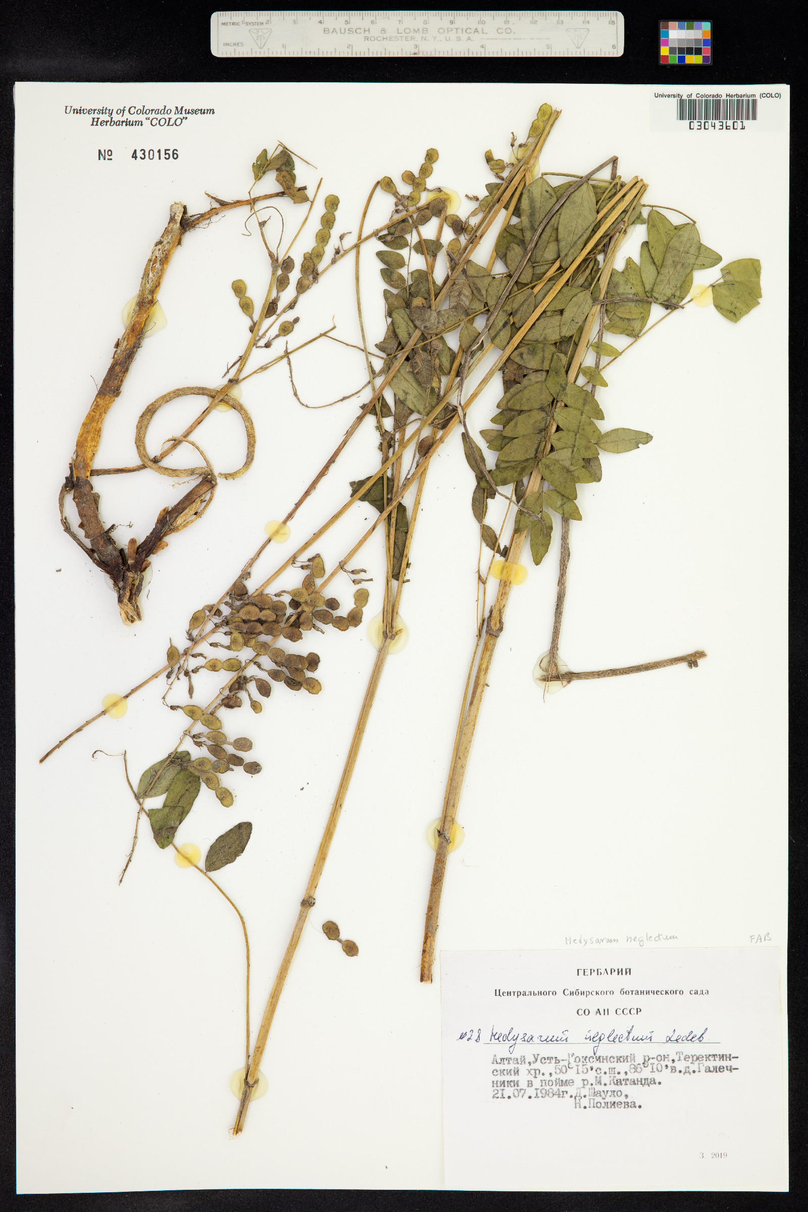 Hedysarum neglectum image