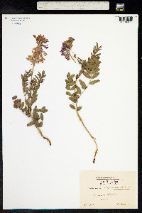 Hedysarum alpinum image