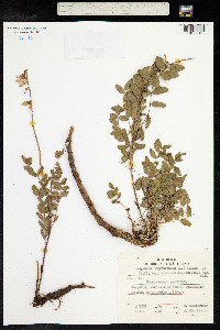 Hedysarum alpinum image