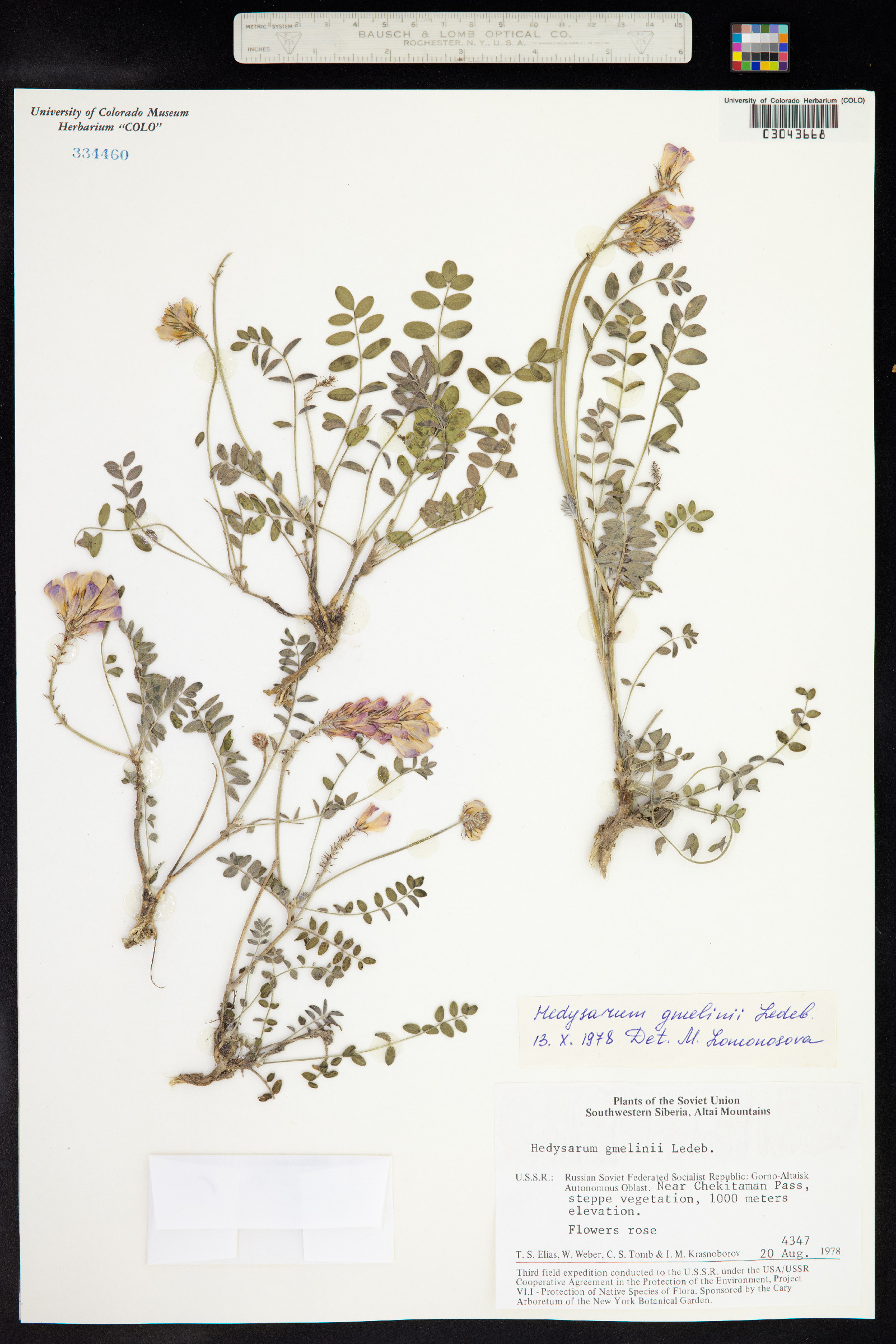 Hedysarum gmelinii image
