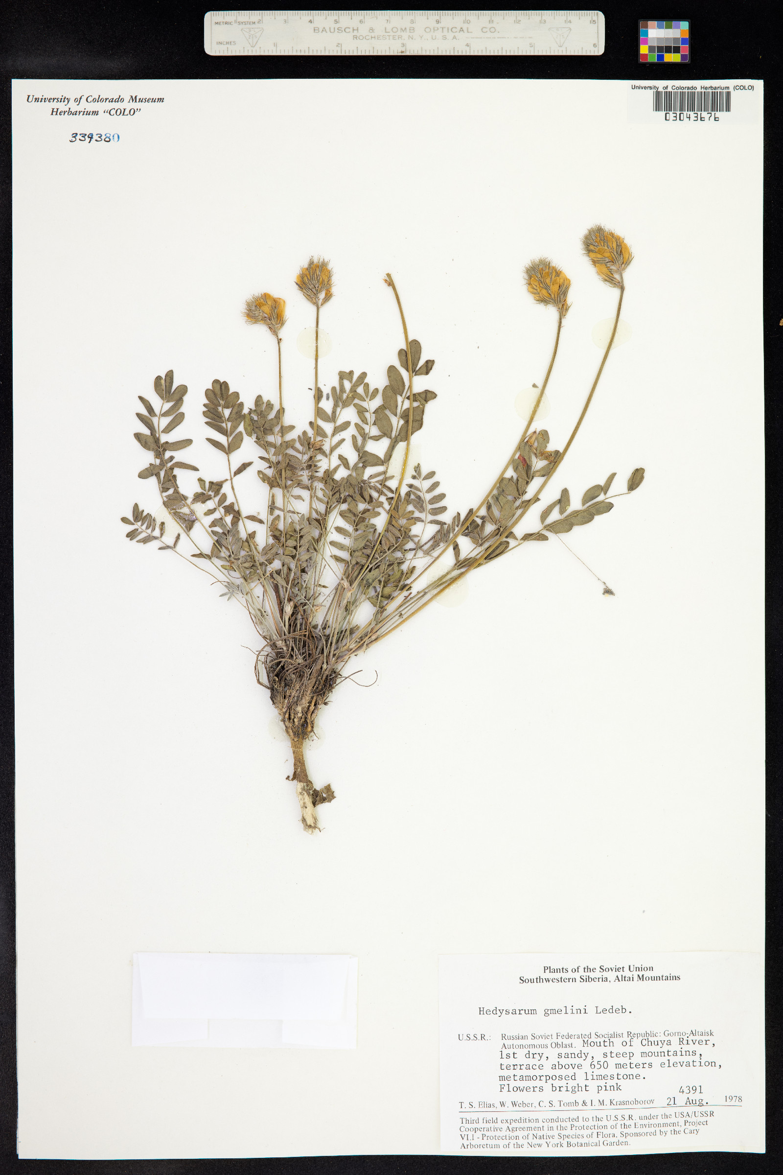 Hedysarum gmelinii image