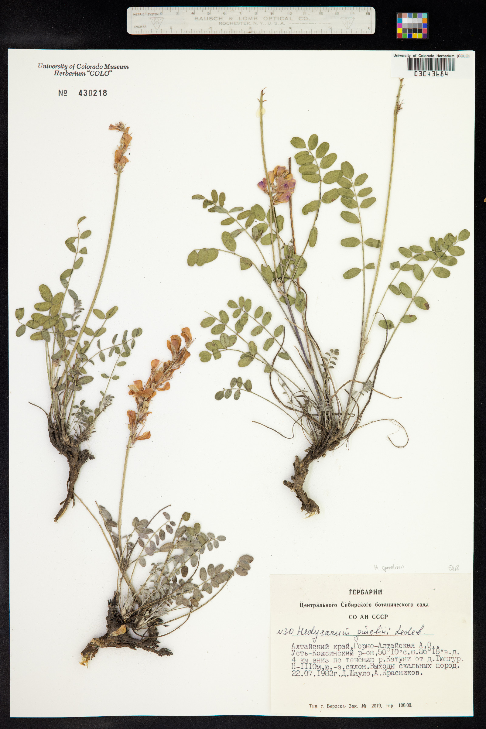 Hedysarum gmelinii image