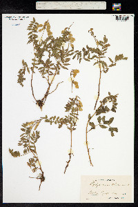 Hedysarum hedysaroides subsp. hedysaroides image